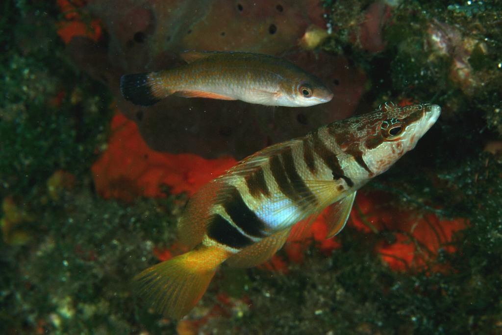 Symphodus melanocercus all''Isola del Giglio